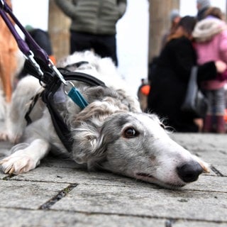 Symbolbild Hunde: Man sieht einen Hund, der den Kopf an den Boden drückt und in die Kamera schaut.