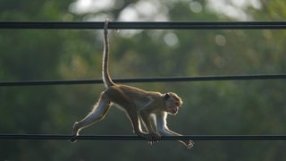 Affe läuft auf einer Stromleitung (Symbolbild) – In Sri Lanka hat ein Affe für einen landesweiten Stromausfall gesorgt