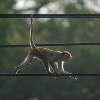 Affe läuft auf einer Stromleitung (Symbolbild) – In Sri Lanka hat ein Affe für einen landesweiten Stromausfall gesorgt