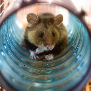 Ein Hamster im Käfig. | Symbolbild für den Diebstahl in Kaiserslautern, bei dem die Polizei jetzt ermittelt.