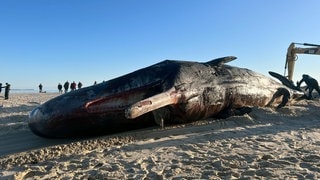 Der tote Pottwal liegt am Strand von Sylt.