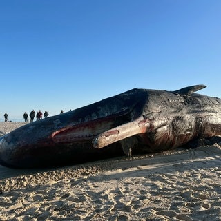 Der tote Pottwal liegt am Strand von Sylt.