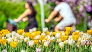 Tulpen in der Sonne: Am Wochenende kommt der Frühling mit zweistelligen Temperaturen