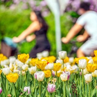 Tulpen in der Sonne: Am Wochenende kommt der Frühling mit zweistelligen Temperaturen