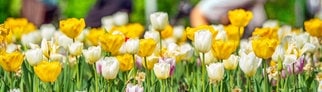 Tulpen in der Sonne: Am Wochenende kommt der Frühling mit zweistelligen Temperaturen