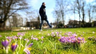 Ein Spaziergänger geht im Sonnenschein über eine Wiese mit Krokussen.