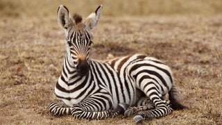 Ein Zebra-Fohlen liegt auf dem Boden und schaut in die Kamera.