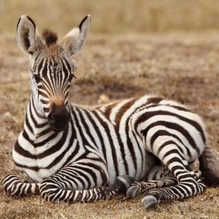 Ein Zebra-Fohlen liegt auf dem Boden und schaut in die Kamera.