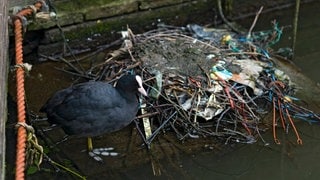 Ein Blässhuhn steht vor einem Nest aus Plastikmüll.