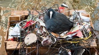 Ein Blässhuhn sitzt auf einem Nest aus Plastikmüll in Amsterdam.