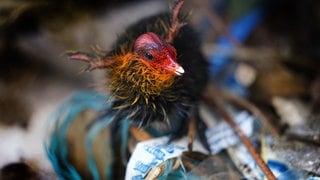 Ein junges Blässhuhnküken steht in einem Nest aus Plastikmüllresten.