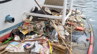 Ein Blässhuhn sitzt auf einem mit Plastikabfall gebauten Nest. 