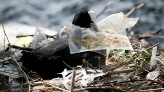 Ein Blässhuhn liegt auf einem Nest, das teilweise aus weggeworfenem Müll gebaut wurde. In seinem Schnabel hält es ein Stück Plastikmüll.