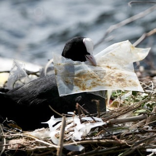 Ein Blässhuhn liegt auf einem Nest, das teilweise aus weggeworfenem Müll gebaut wurde. In seinem Schnabel hält es ein Stück Plastikmüll.