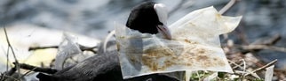 Ein Blässhuhn liegt auf einem Nest, das teilweise aus weggeworfenem Müll gebaut wurde. In seinem Schnabel hält es ein Stück Plastikmüll.