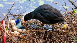 Ein Bläßhuhn an einem Nest mit Gelege und Plastikmüll