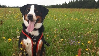 Hund Lilly warnte ihre Herrchen vor einem Feuer.