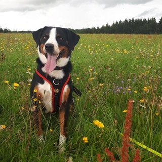 Hund Lilly warnte ihre Herrchen vor einem Feuer.