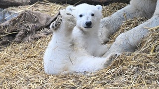 Das kleine Eisbärenjunge liegt mit seiner Mutter Nuka im Karslruher Zoo.