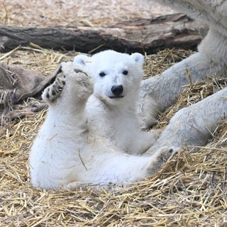 Das kleine Eisbärenjunge liegt mit seiner Mutter Nuka im Karslruher Zoo.