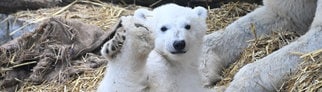 Das kleine Eisbärenjunge liegt mit seiner Mutter Nuka im Karslruher Zoo.