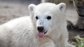 Das Eisbärenbaby Mika liegt im Gehege des Karlsruher Zoos.