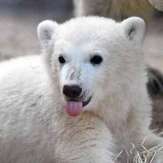 Das Eisbärenbaby Mika liegt im Gehege des Karlsruher Zoos.