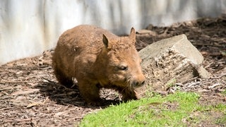 Symolbild von einem Wombat.