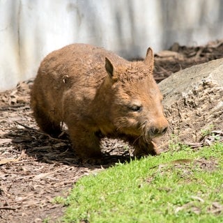 Symolbild von einem Wombat.