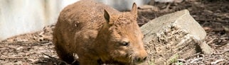 Symolbild von einem Wombat.