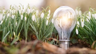 Eine Glühbirne zwischen Blumen symbolisiert die Earth Hour, die in Baden-Württemberg und Rheinland-Pfalz stattfindet.