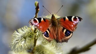 Ein Tagpfauenauge auf der Knospe eines Baums. Muss man schön finden oder? Nicht unbedingt, es gibt Menschen, die sehen das ganz anders, auch wenn das vielleicht eine eher unpopuläre Meinung ist.