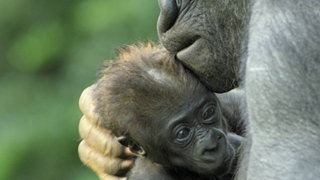 Gorilla-Mutter mit Jungtier