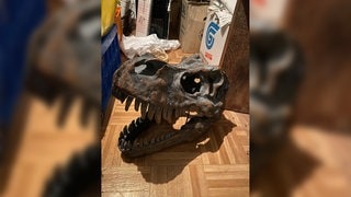 Ein Dinosaurierschädel liegt als Dekoobjekt auf dem Fußboden.