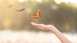 Schmetterlinge fliegen von einer ausgestreckten Hand