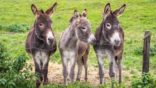 Drei junge Esel stehen auf einer Weide vor einem Zaun und gucken neugierig – vielleicht suchen sie nach Eselsbrücken für deutsche Rechtschreibung