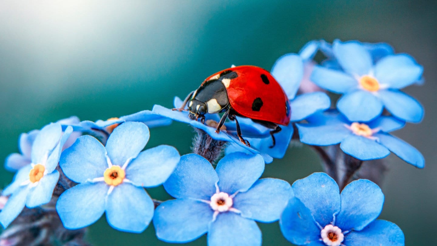 Das ist keine Stinkwanze, sondern ein Marienkäfer mit rotem Panzer und schwarzen Punkten. Er sitzt auf einer Blüte.