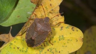 Grüne Stinkwanze im Herbst mit braungefärbten Panzer. Sie sitzt nicht im Haus, sondern auf einem Blatt.