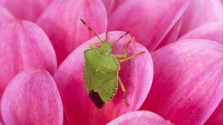 Die grüne Stinkwanze, eine heimische Wanze, mit knallgrünem Panzer auf einem rosaroten Blütenblatt in der freien Natur statt in der Wohnung.