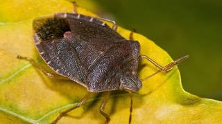 Eine Wanze, genauer: die grüne Stinkwanze, im Herbst. Sie ist braungefärbt, sitzt nicht im Haus, sondern auf einem Blatt in der Natur.