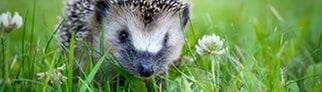 Igel im Gras