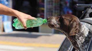 Hund im Auto trinkt Wasser aus einer Flasche