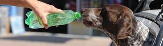Hund im Auto trinkt Wasser aus einer Flasche