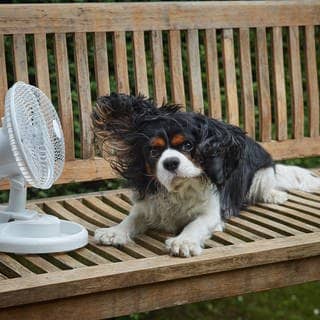 Hund Hitze Ventilator