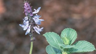 Plectranthus caninus  Verpiss-Dich-Pflanze