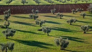 Olivenbäume in Spanien