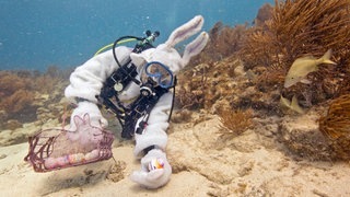 In Florida versteckt ein tauchender Osterhase die Ostereier. 