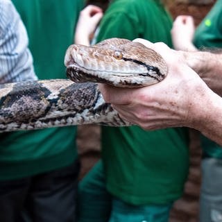 Ein 25 Jahre alter Netzpython wird von den Zoomitarbeiern aus seinem Terrarium getragen. Symbolbild für Bericht einer Schlange in Indonesien, die eine Frau verschlungen hat.