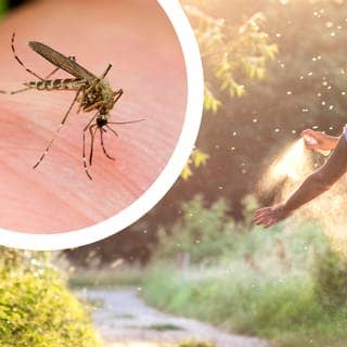 Eine Frau steht auf einem Waldweg und sprüht sich mit Anti-Mücken-Spray ein, um sich gegen Mückenstiche zu wehren. Links ist eine Stechmücke abgebildet.