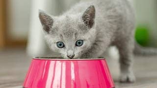 Junge Katze frisst aus einem Futter-Napf. Symbolbild für Stiftung Warentest Katzenfutter.